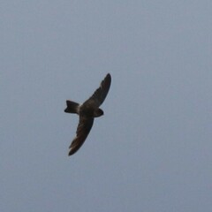 Aerodramus francicus
