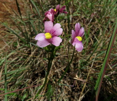 Nemesia caerulea