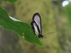 Hyalyris coeno