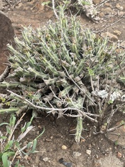 Euphorbia schinzii