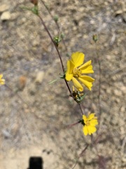 Calycadenia truncata