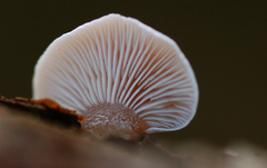 Panellus mitis