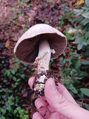 Agaricus xanthodermus