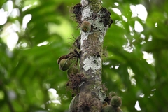 Theobroma velutinum