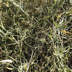 Funastrum hirtellum