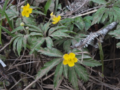Anemonoides ranunculoides