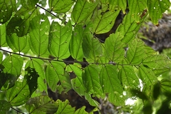 Theobroma velutinum