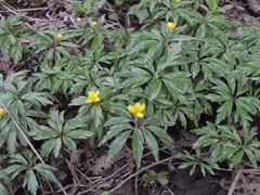 Anemonoides ranunculoides