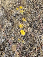 Calycadenia truncata