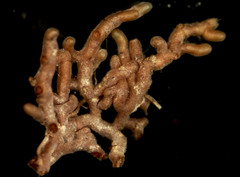 Octaviania asterosperma