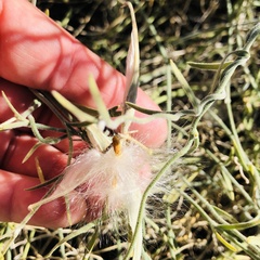 Funastrum hirtellum