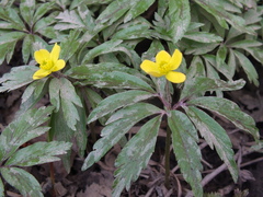 Anemonoides ranunculoides