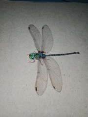 Gynacantha subinterrupta