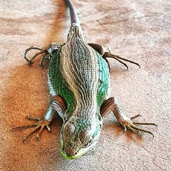 Liolaemus cyanogaster