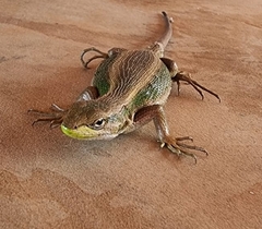Liolaemus cyanogaster