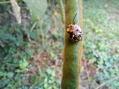 Orsilochides scurrilis