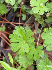Geranium carolinianum