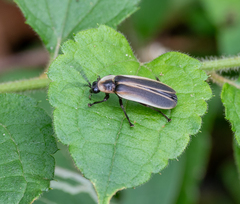 Pyrogaster moestus