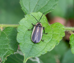 Pyrogaster moestus
