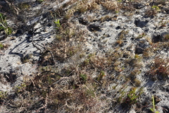 Pelargonium althaeoides