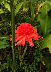 Etlingera