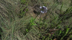 Pentanisia prunelloides