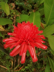 Etlingera