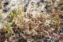 Pelargonium althaeoides
