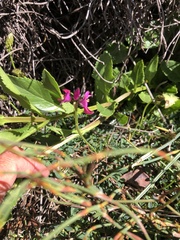 Indigofera capillaris