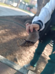 Dendrobias mandibularis