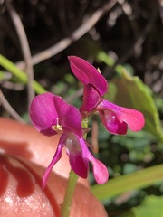 Indigofera capillaris