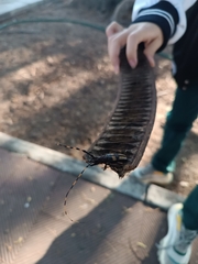 Dendrobias mandibularis