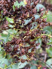 Hypericum perforatum