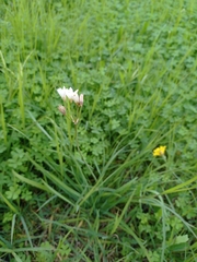 Nothoscordum