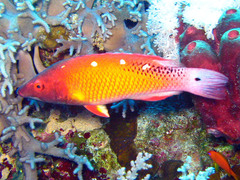 Bodianus diana