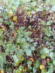 Hypericum perforatum