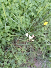 Nothoscordum