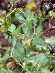 Hypericum perforatum