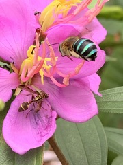 Melastoma malabathricum