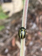 Coleoptera