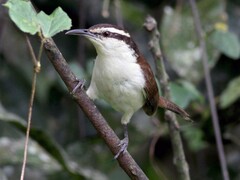 Campylorhynchus griseus