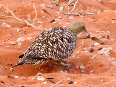 Pterocles namaqua