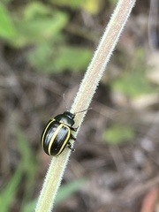 Coleoptera