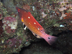 Bodianus dictynna