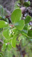 Arctostaphylos sensitiva