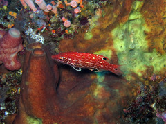 Bodianus dictynna
