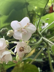 Dombeya rotundifolia