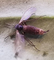 Sciaridae
