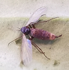Sciaridae