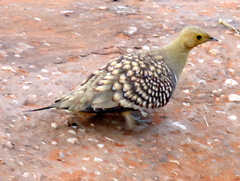 Pterocles namaqua